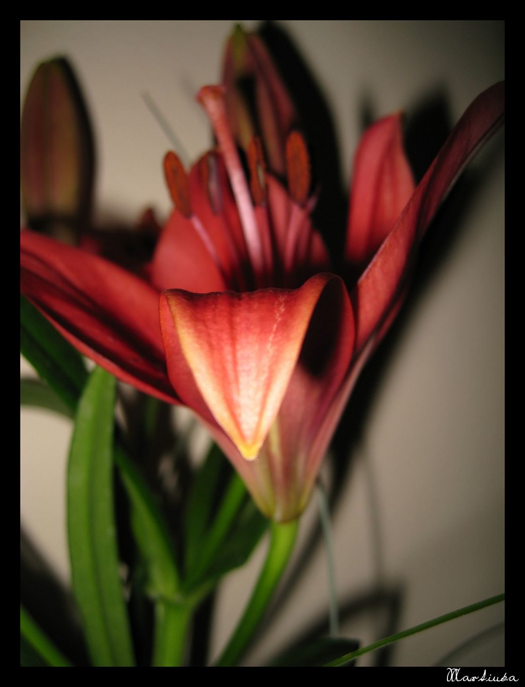 Frame_IMG_4316.jpg