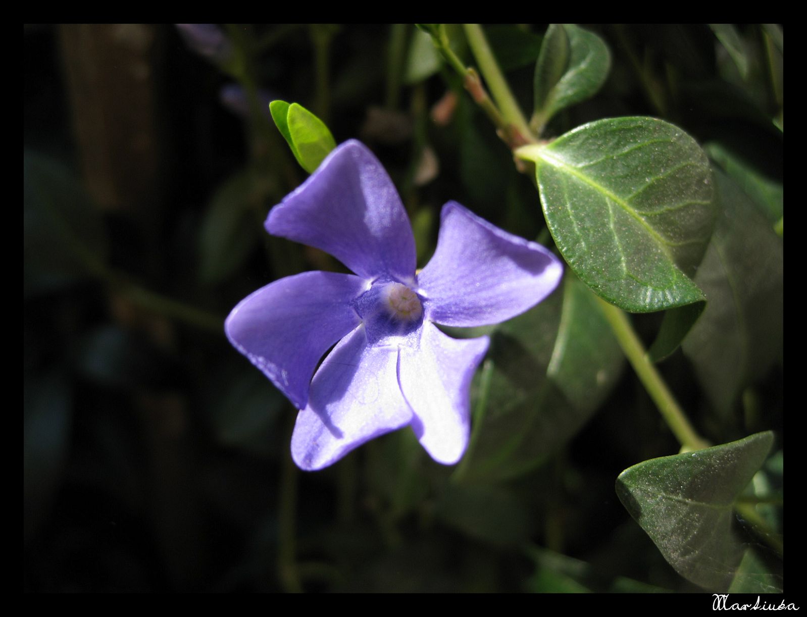 Frame_IMG_5334.JPG