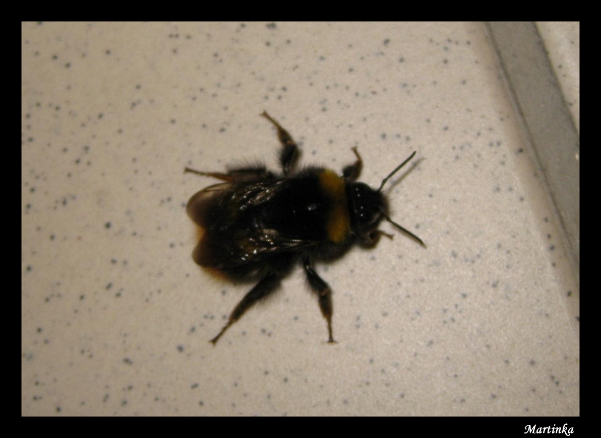 Frame_cmelda6.JPG