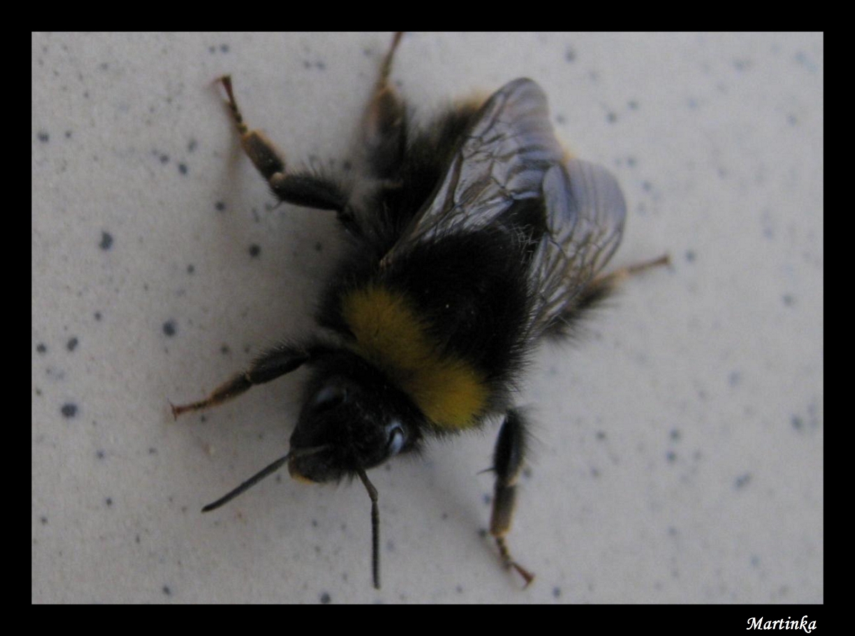 Frame_cmelda7.JPG
