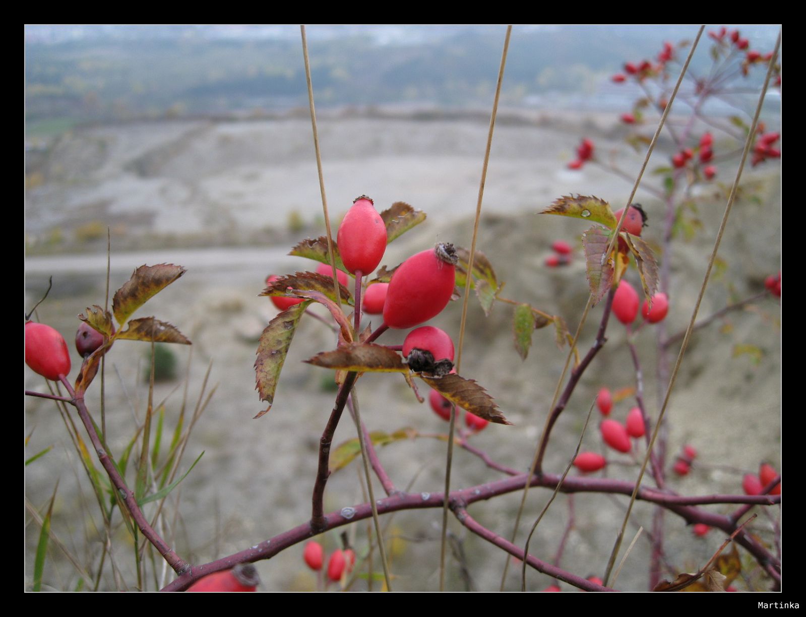 Frame_IMG_3169.JPG