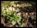 Frame_IMG_5370.JPG